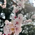九重神社の写真_888355