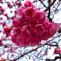 九重神社の写真_888356
