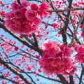 密蔵院の写真_888840