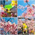 密蔵院の写真_890544