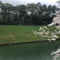 千鳥ヶ淵緑道の写真_898058