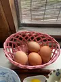 弁天の里の写真_900898