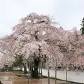 醍醐寺の写真_901146
