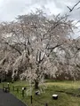 醍醐寺の写真_901148