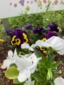 蒔田公園の写真_901204