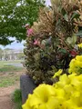 蒔田公園の写真_901208