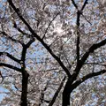 大貞公園の写真_901221