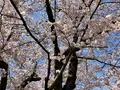 大貞公園の写真_901224