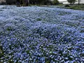 大分農業文化公園の写真_901236
