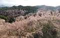 景勝の宿 芳雲館の写真_901639