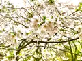 景勝の宿 芳雲館の写真_901640