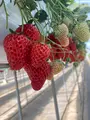中村いちご農園の写真_901847