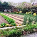 セイボリー SAVORYの写真_902364