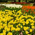 猿江恩賜公園の写真_904609