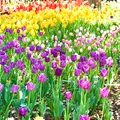 猿江恩賜公園の写真_904612