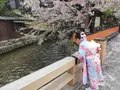 祇園白川の写真_905305