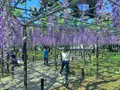 岡崎公園の藤棚の写真_909727