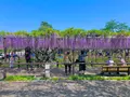 岡崎公園の藤棚の写真_909728