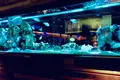 新宿ライムの写真_921782
