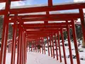 高山稲荷神社の写真_926655