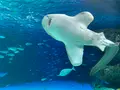 サンシャイン水族館の写真_929465