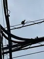バンクーバーCoastの写真_930478