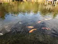 成田（成田山表参道）の写真_947275