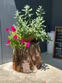 GROVE CAFEの写真_955849