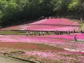 羊山公園の写真_959079