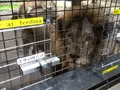 群馬サファリパークの写真_959218