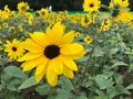 たんばらラベンダーパークの写真_959580