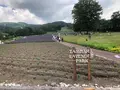 たんばらラベンダーパークの写真_959583