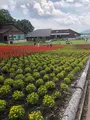 たんばらラベンダーパークの写真_959584