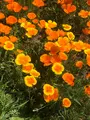 宝登山の写真_959661