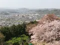 仙元山の写真_959668