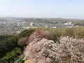 仙元山の写真_959670