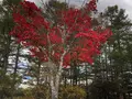 白樺湖の写真_960805