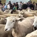 マザー牧場の写真_962052