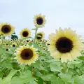 和泉リサイクル環境公園の写真_962508