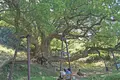 志々島の大楠の写真_975919