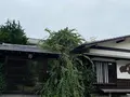 ことぶきの写真_978567
