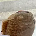 目黒ひいらぎの写真_982316