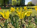 都立シンボルプロムナード公園　の写真_991327
