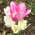 都立シンボルプロムナード公園　の写真_991331
