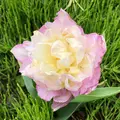都立シンボルプロムナード公園　の写真_991334