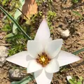 都立シンボルプロムナード公園　の写真_991338