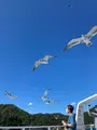 伊根湾めぐり遊覧船の写真_995553