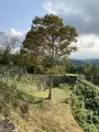 岡城跡の写真_996973