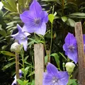 宝泉院の写真_85541