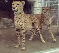東京都多摩動物公園の写真_16479
